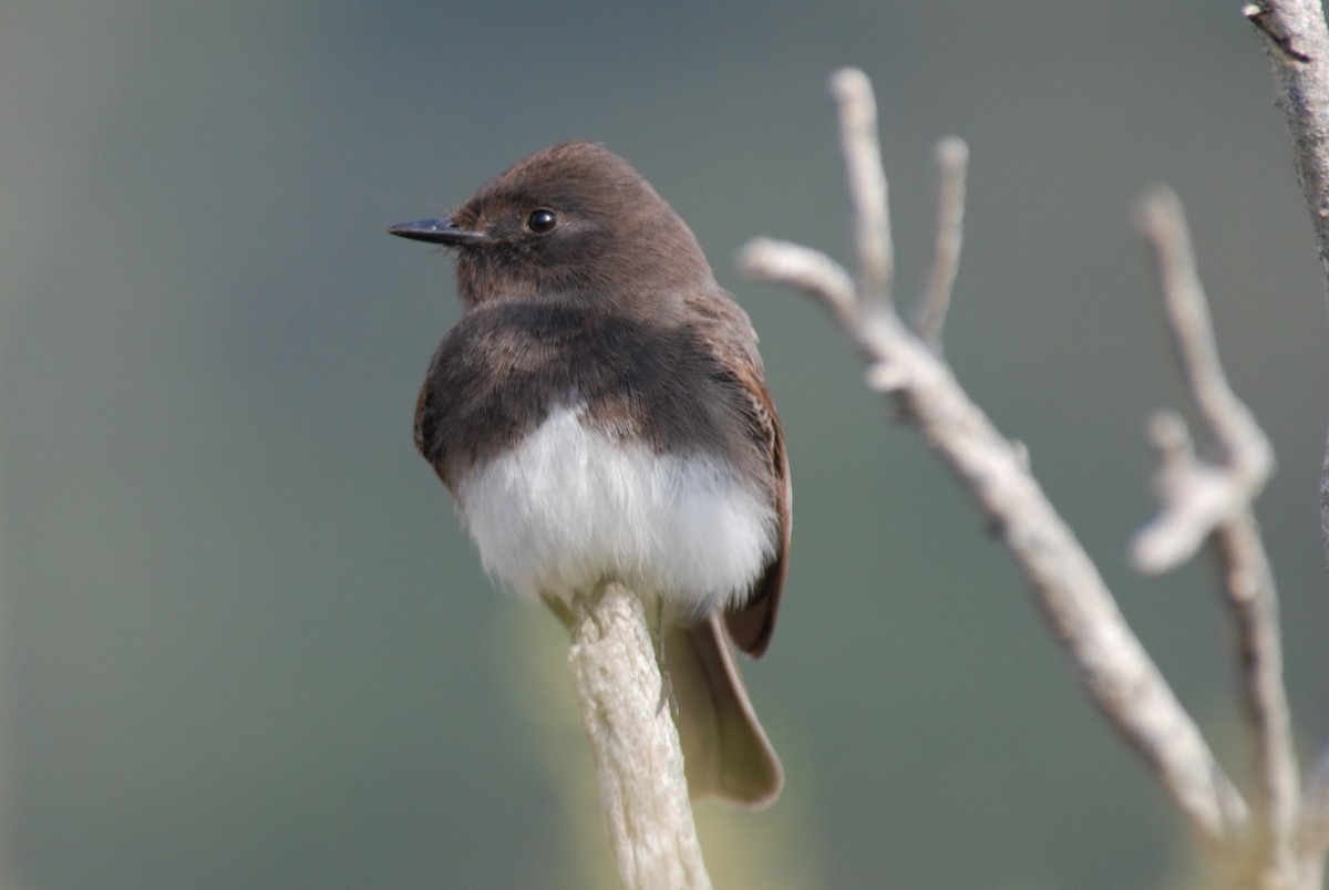 Black Phoebe - ML264095071