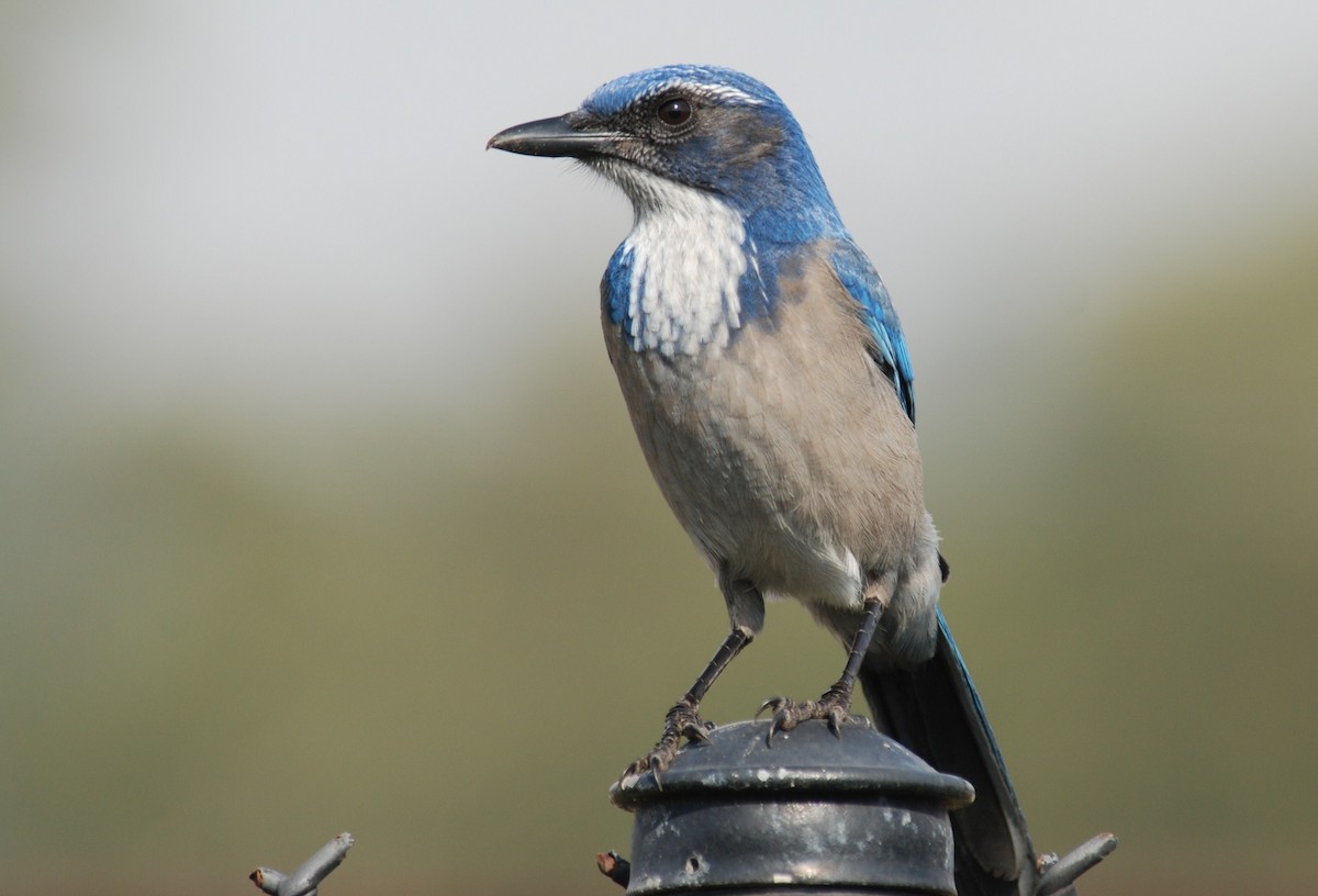 California Scrub-Jay - ML264095151