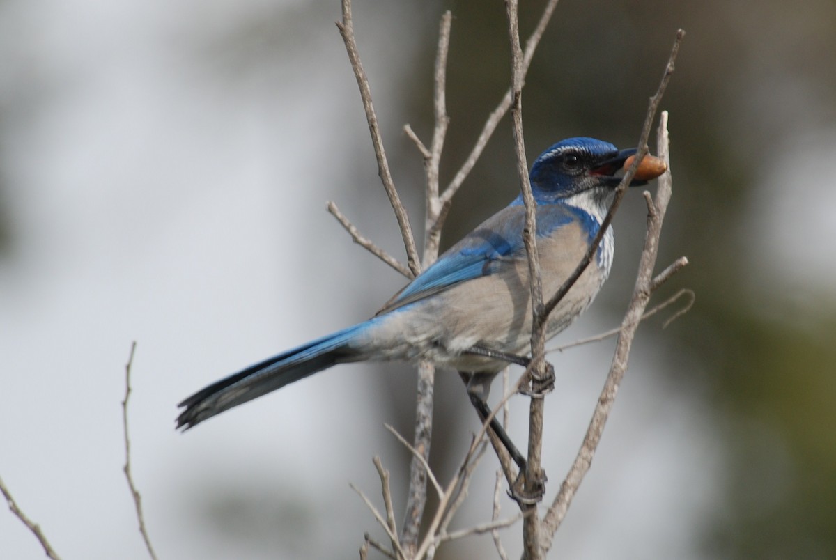 California Scrub-Jay - ML264096261