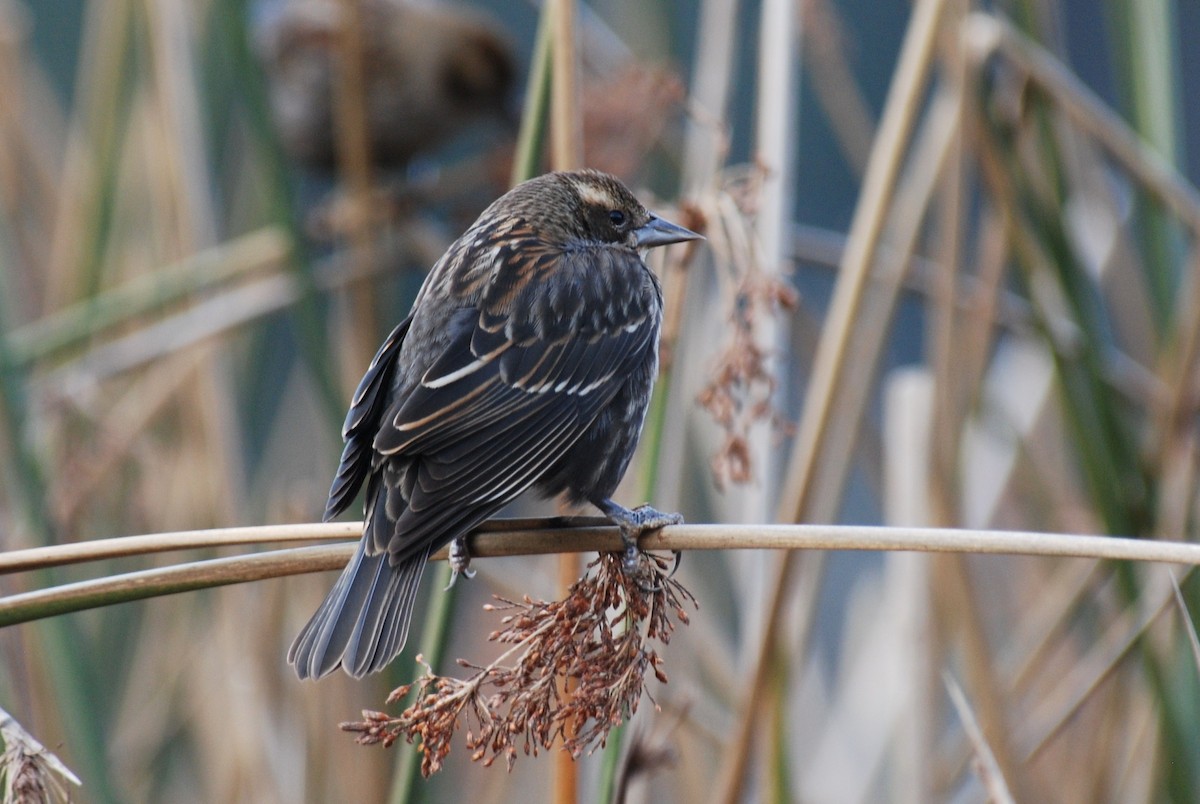 Red-winged Blackbird - ML264096361