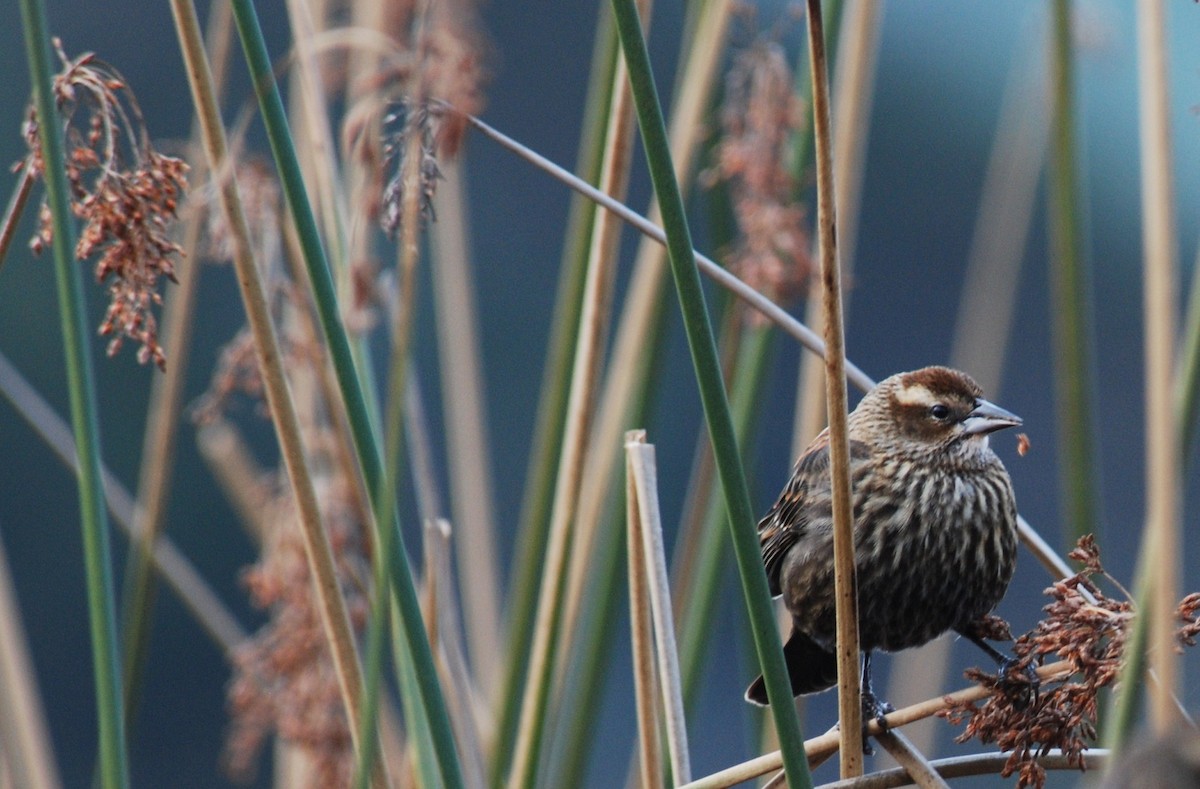 Red-winged Blackbird - ML264096421