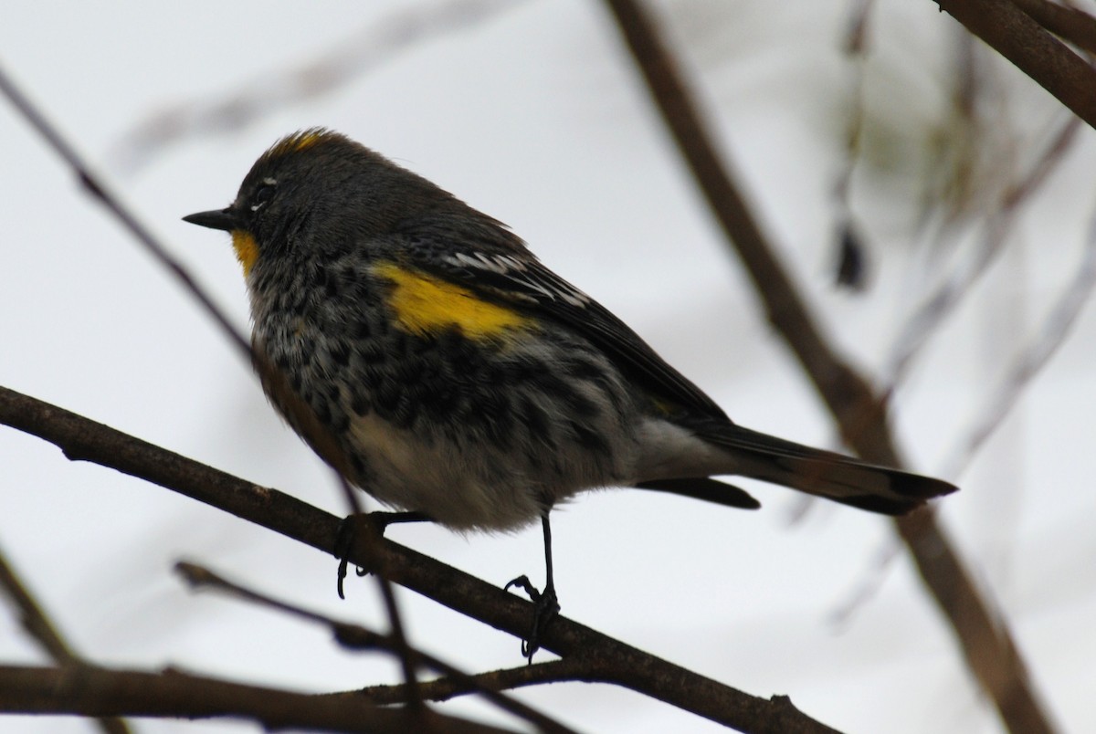 Yellow-rumped Warbler - ML264096591