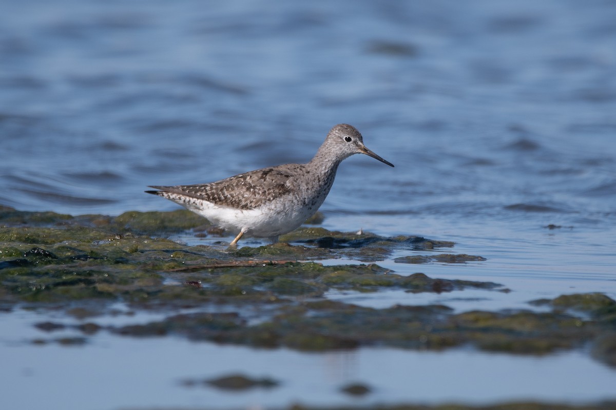 Lesser Yellowlegs - ML264096641