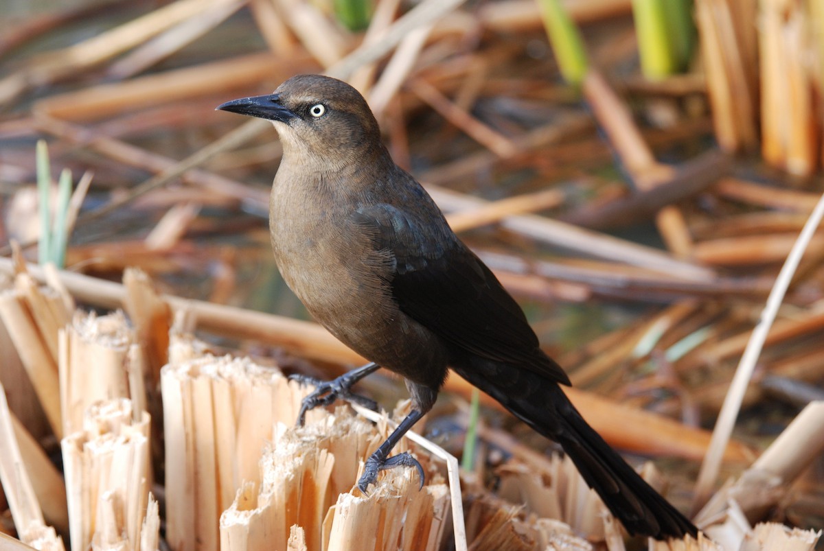 Great-tailed Grackle - ML264096711