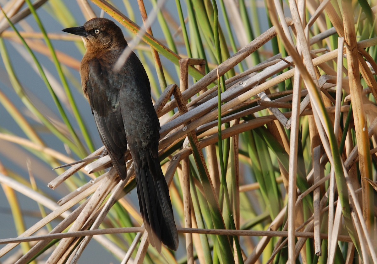 Great-tailed Grackle - ML264096851