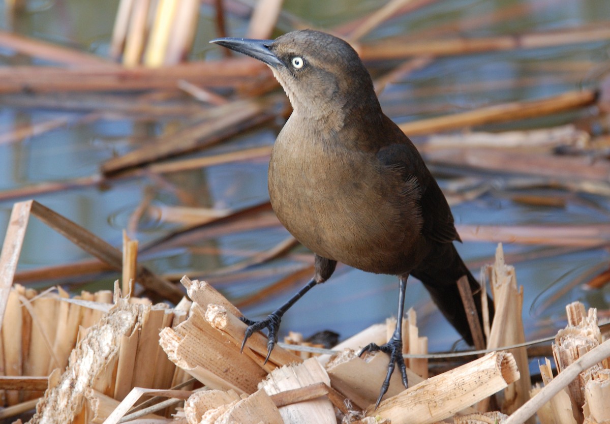 Great-tailed Grackle - ML264097041