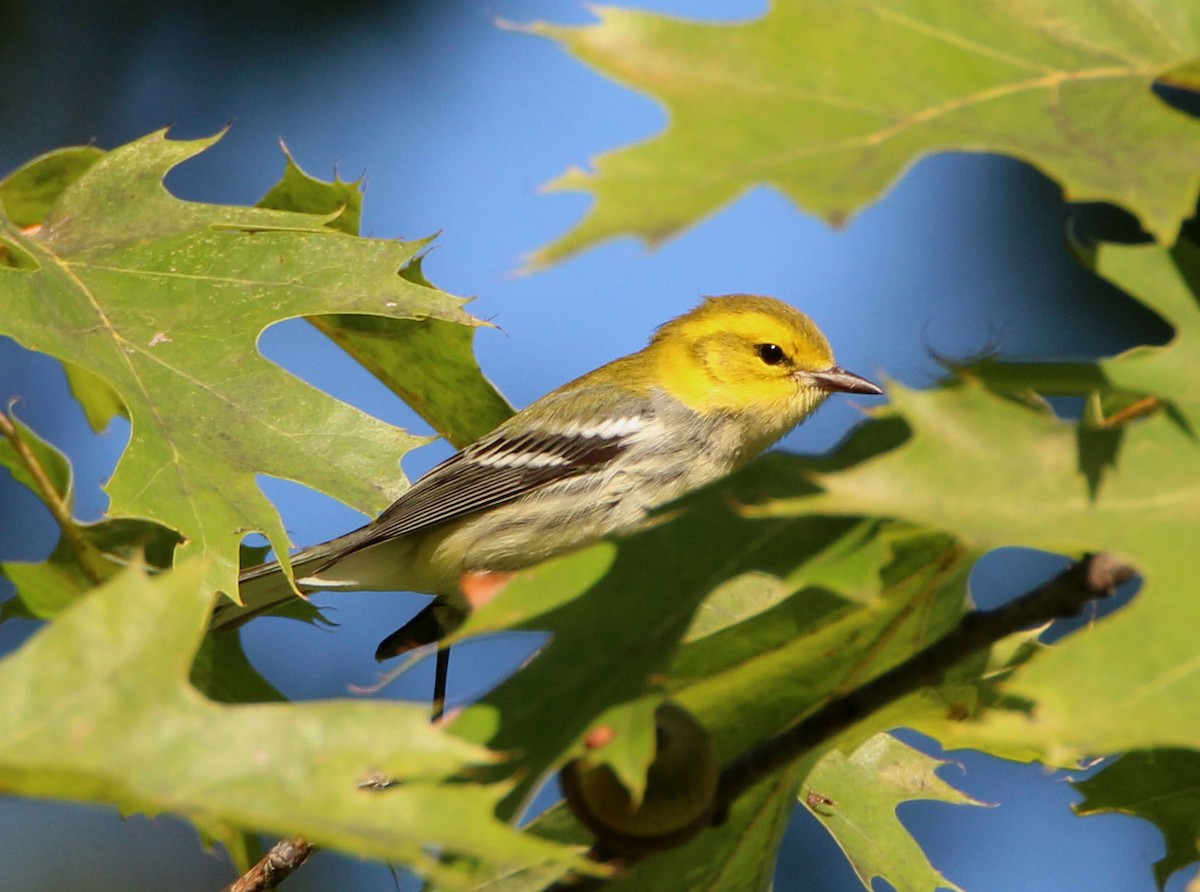 Black-throated Green Warbler - ML264097431