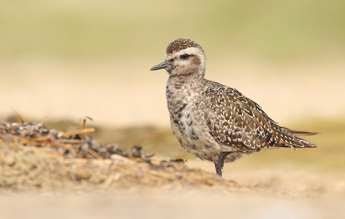 American Golden-Plover - ML264101261