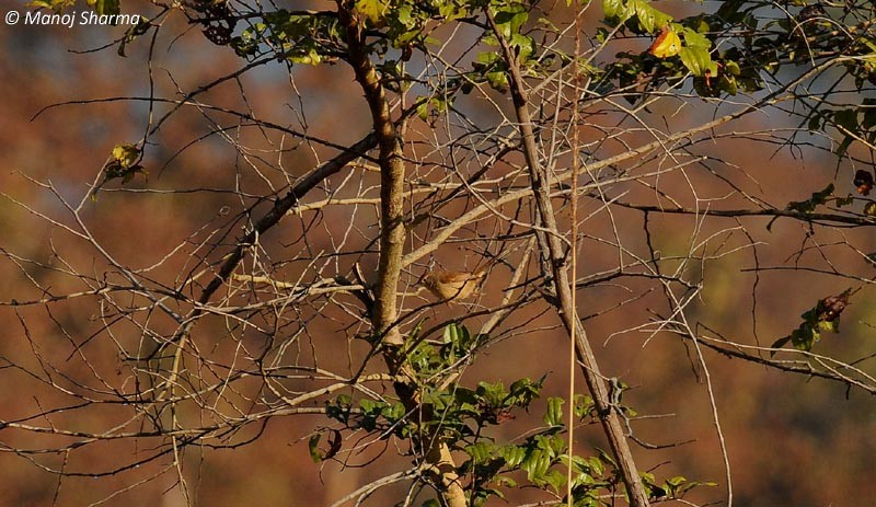 Jungle Prinia - ML264101441