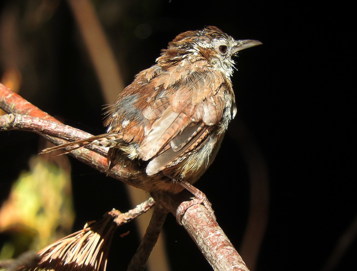 Carolina Wren - Cristina Hartshorn