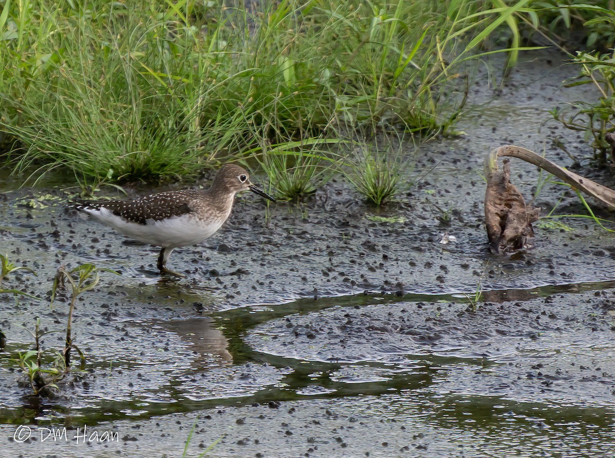 Solitary Sandpiper - ML264103641