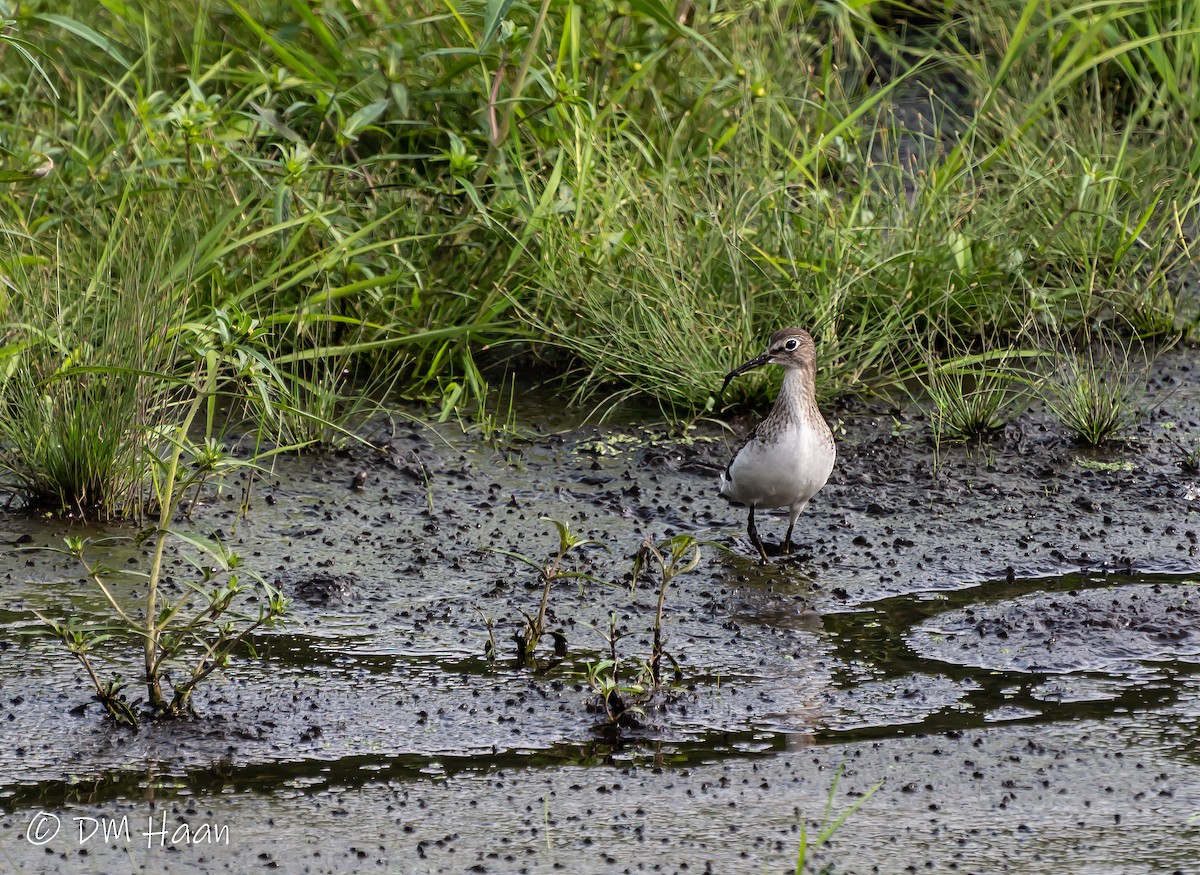 Solitary Sandpiper - ML264103651