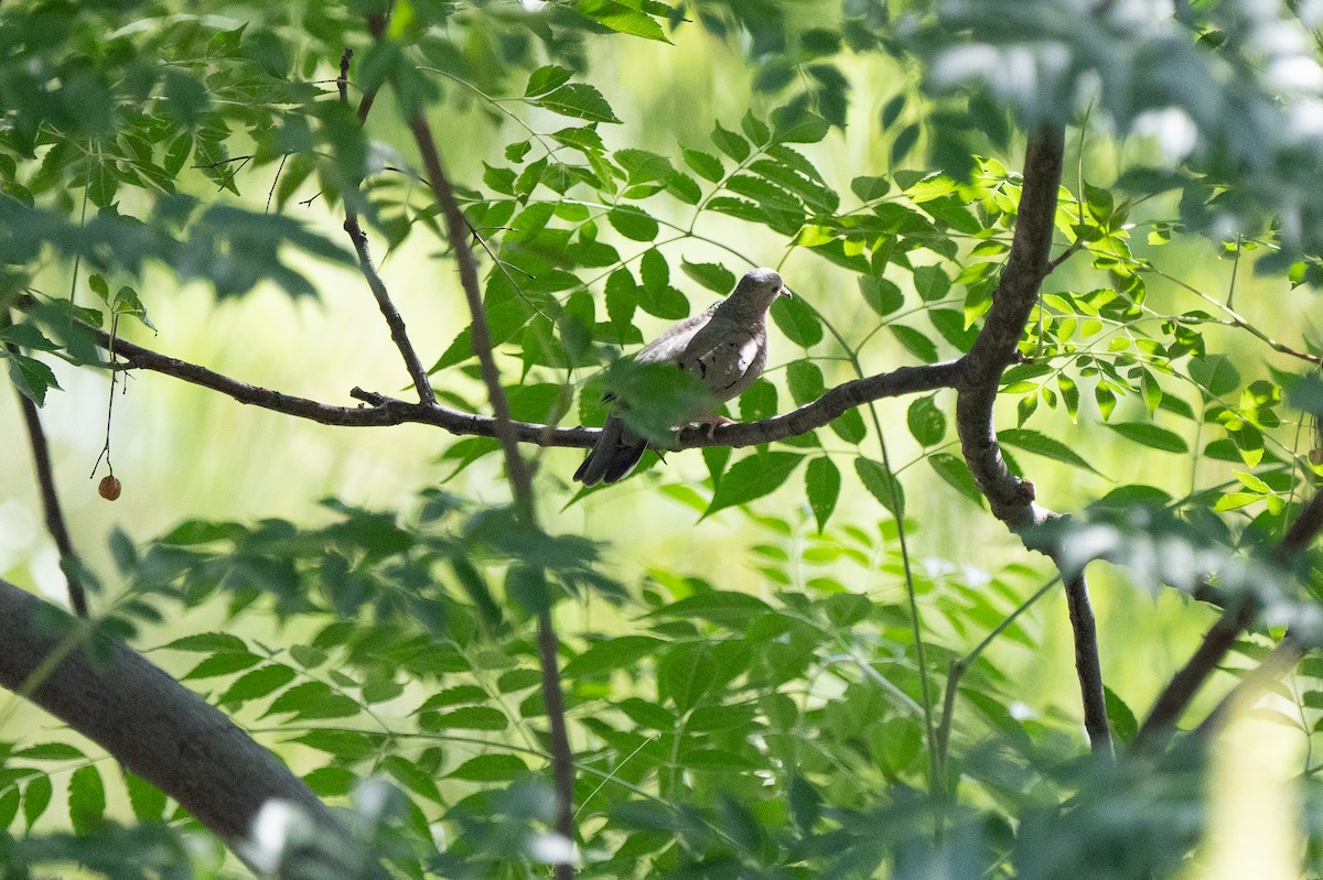 Common Ground Dove - ML264104301