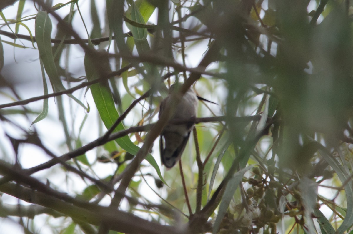 Costa's Hummingbird - ML264104921