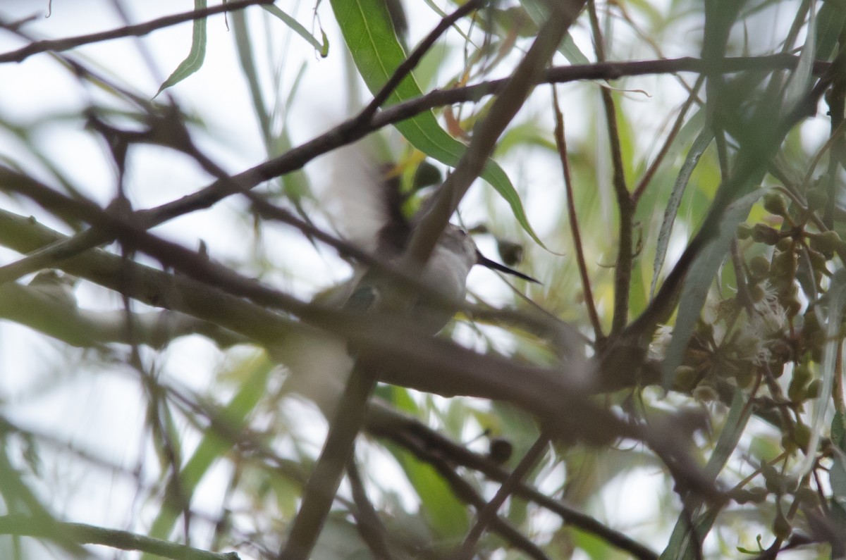 Costa's Hummingbird - ML264104971