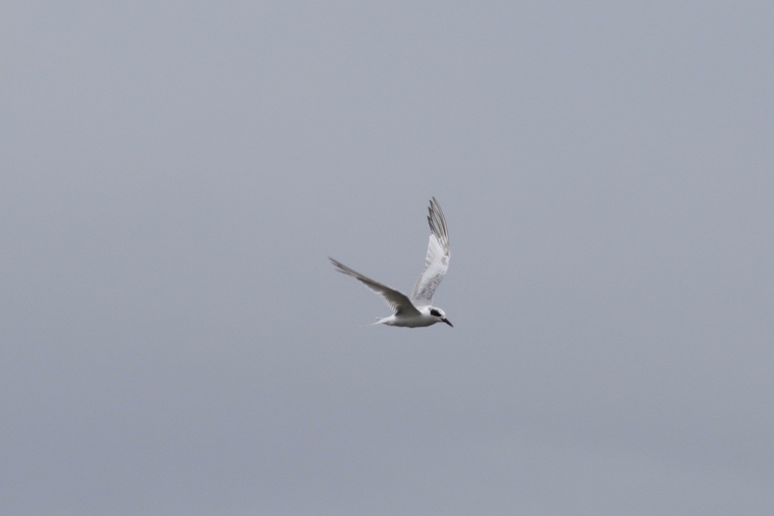 Forster's Tern - ML264106841