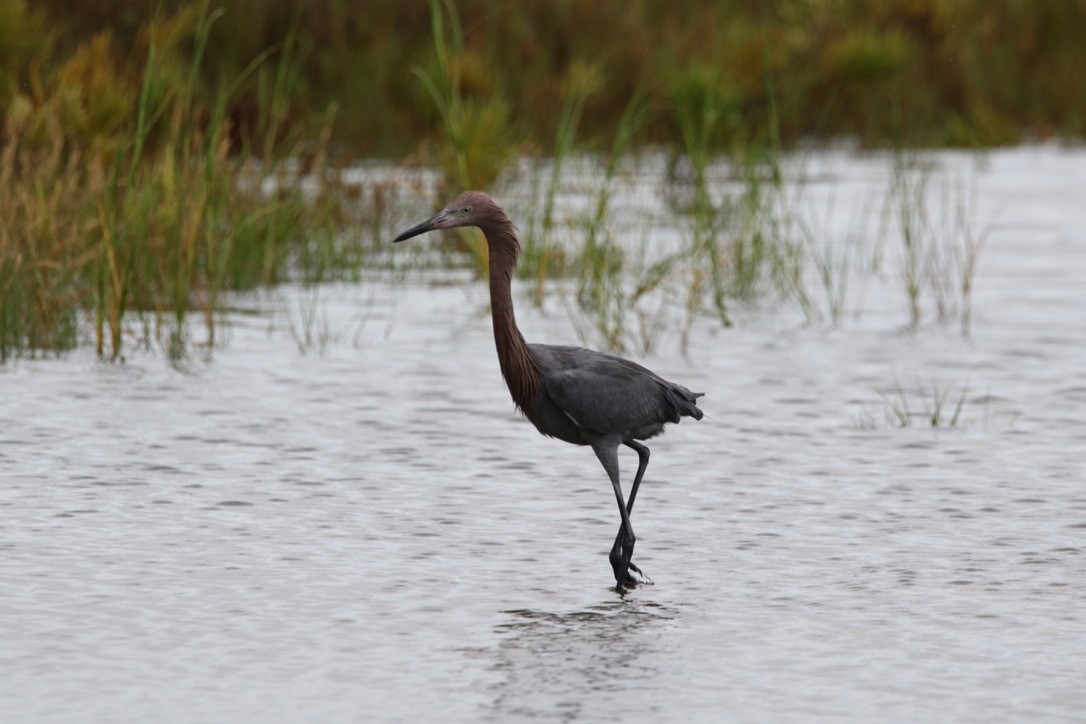 Reddish Egret - ML264107141