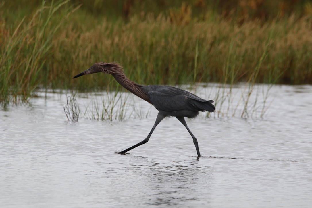 Reddish Egret - ML264107171