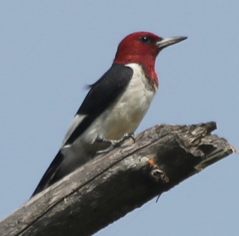 Red-headed Woodpecker - ML264107611