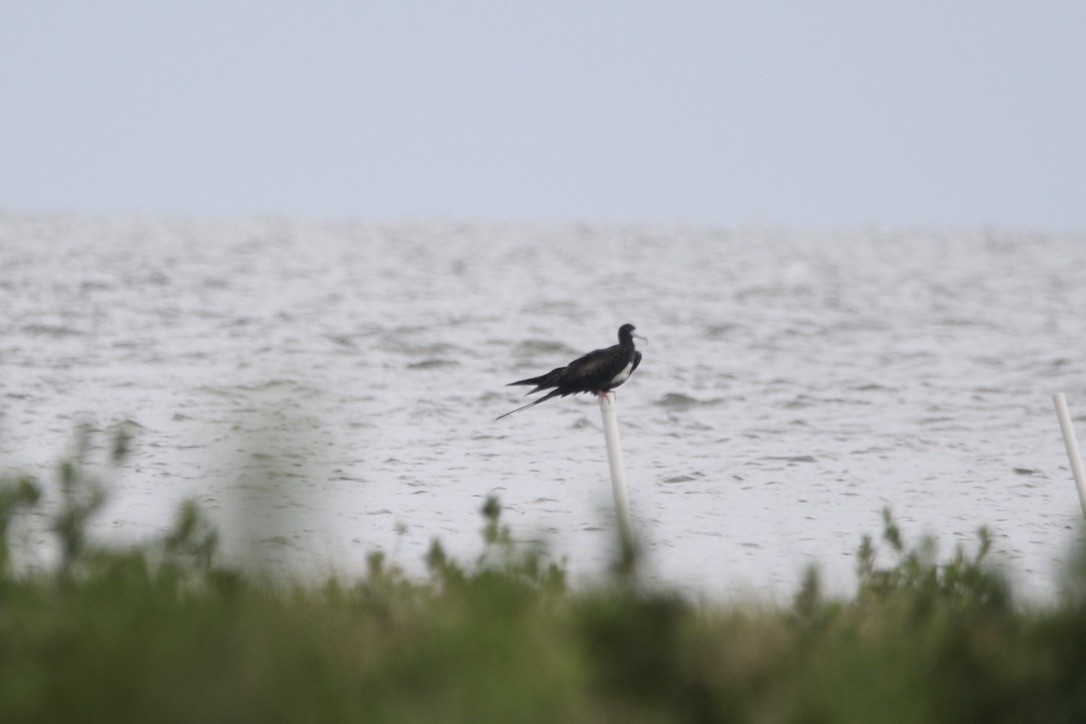 Magnificent Frigatebird - ML264108191