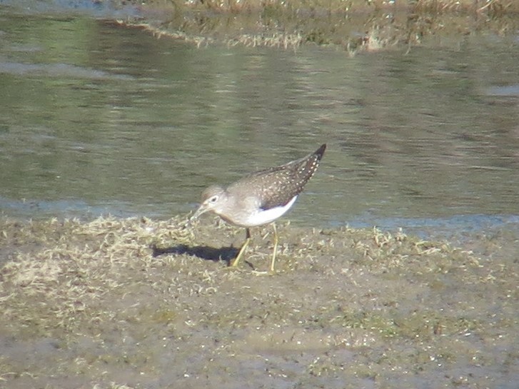 Solitary Sandpiper - ML264109651