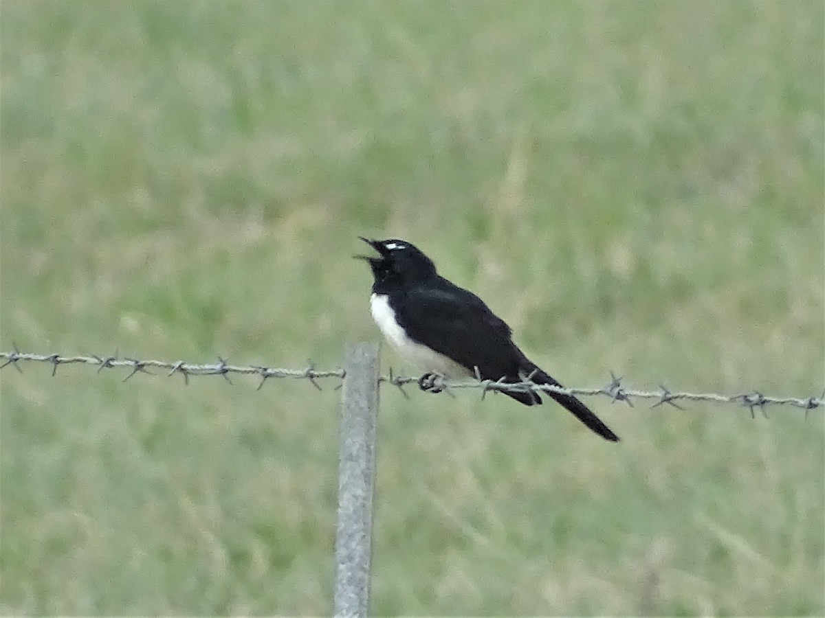 Willie-wagtail - ML264110391