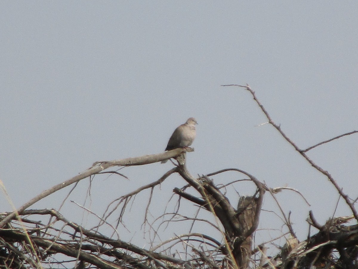 Eurasian Collared-Dove - ML264110431