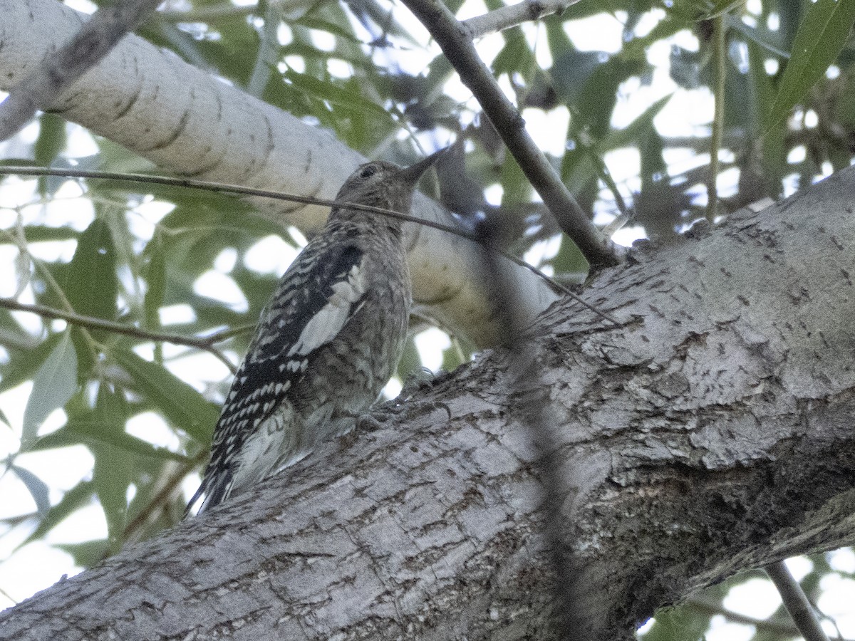 Yellow-bellied Sapsucker - ML264110851