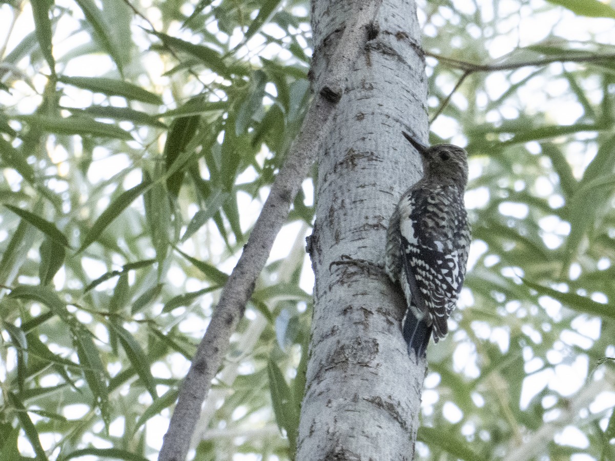 Yellow-bellied Sapsucker - ML264110881
