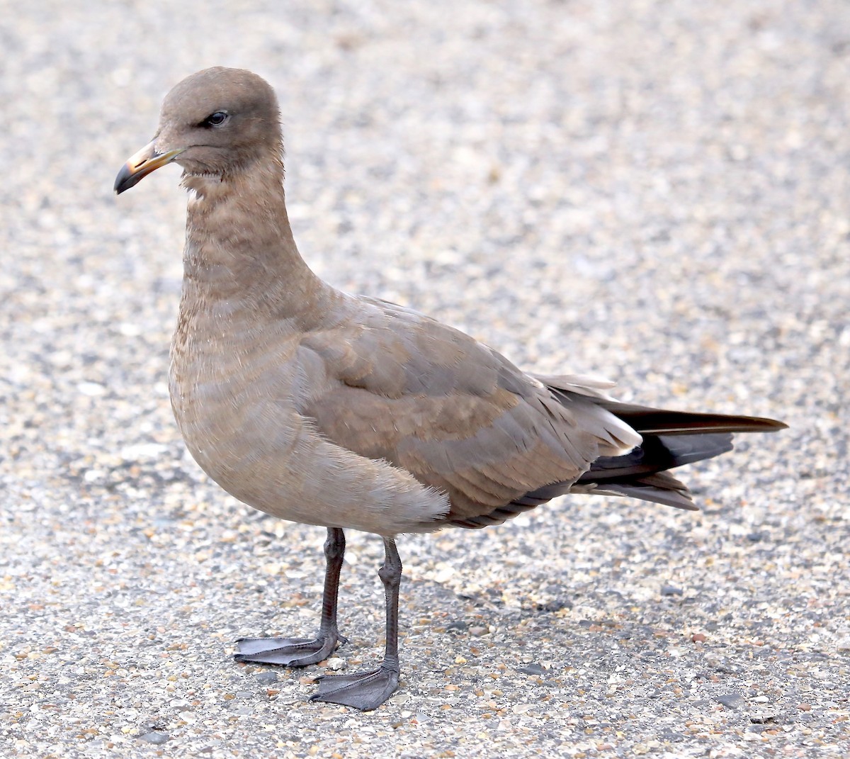 Heermann's Gull - ML26411111