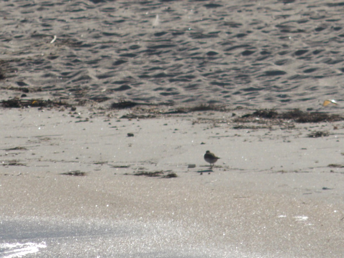 Calidris, unbestimmt - ML264113591