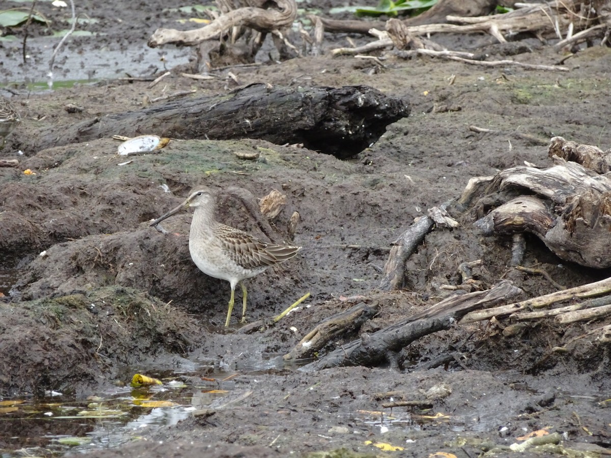 Long-billed Dowitcher - ML264113661