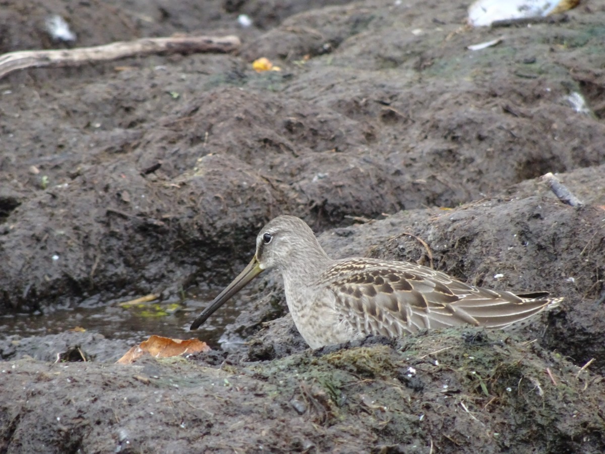 Long-billed Dowitcher - ML264113671