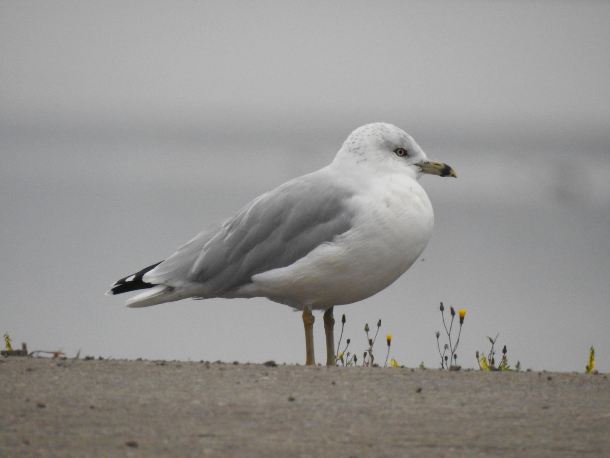 Ring-billed Gull - ML264115701