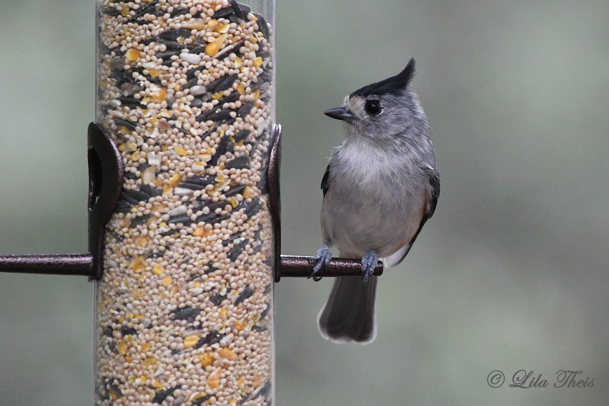 Black-crested Titmouse - Lila Theis