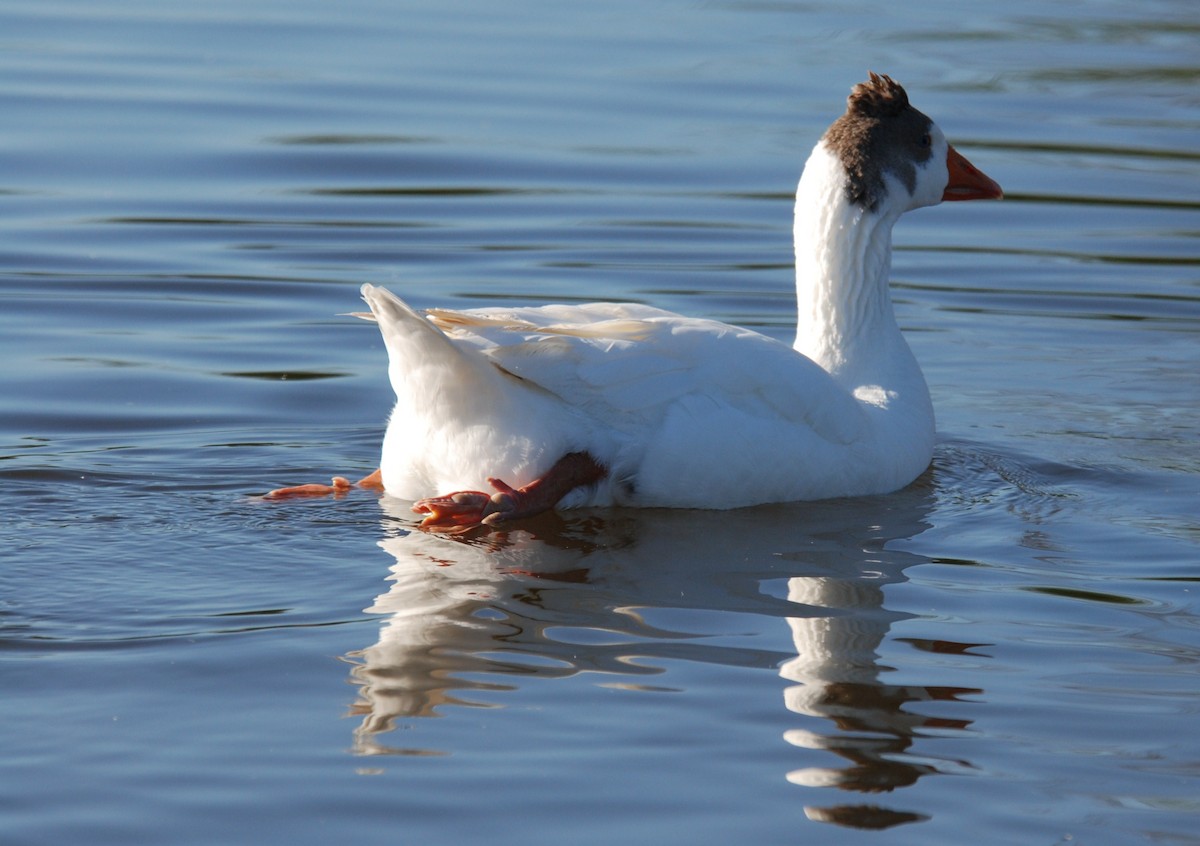 Graylag Goose (Domestic type) - ML264116071