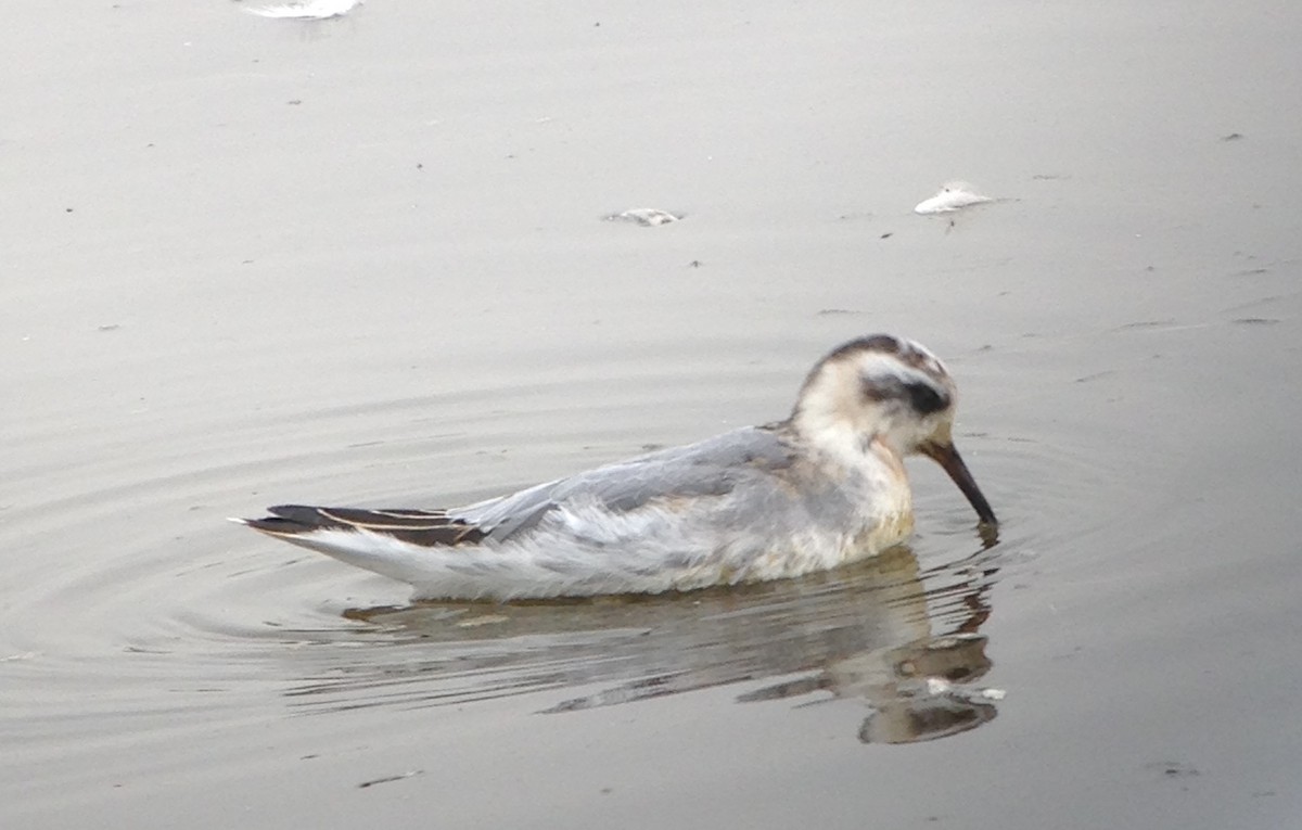 Red Phalarope - ML264116311