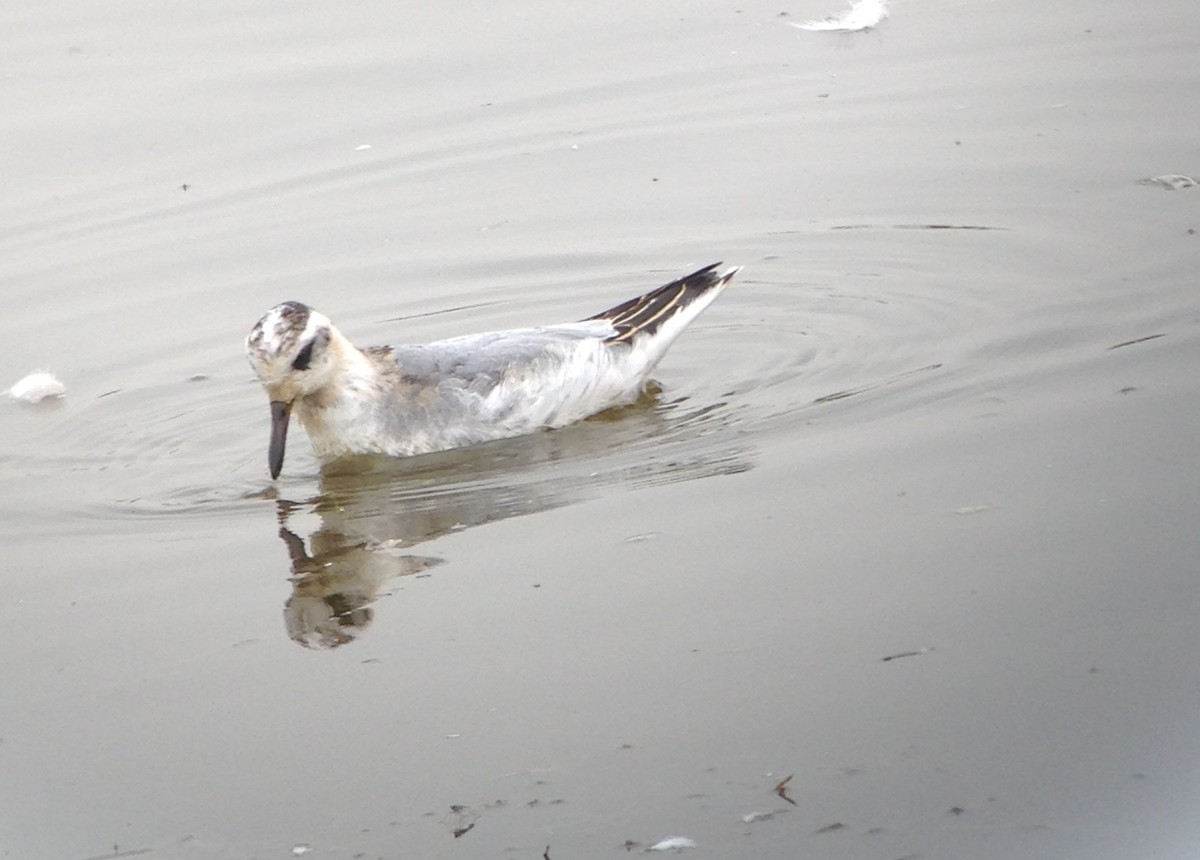 Red Phalarope - Wlad Franco-Valias