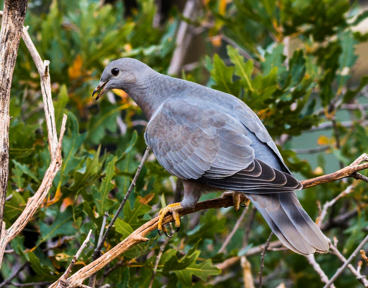 Band-tailed Pigeon - Jim Merritt
