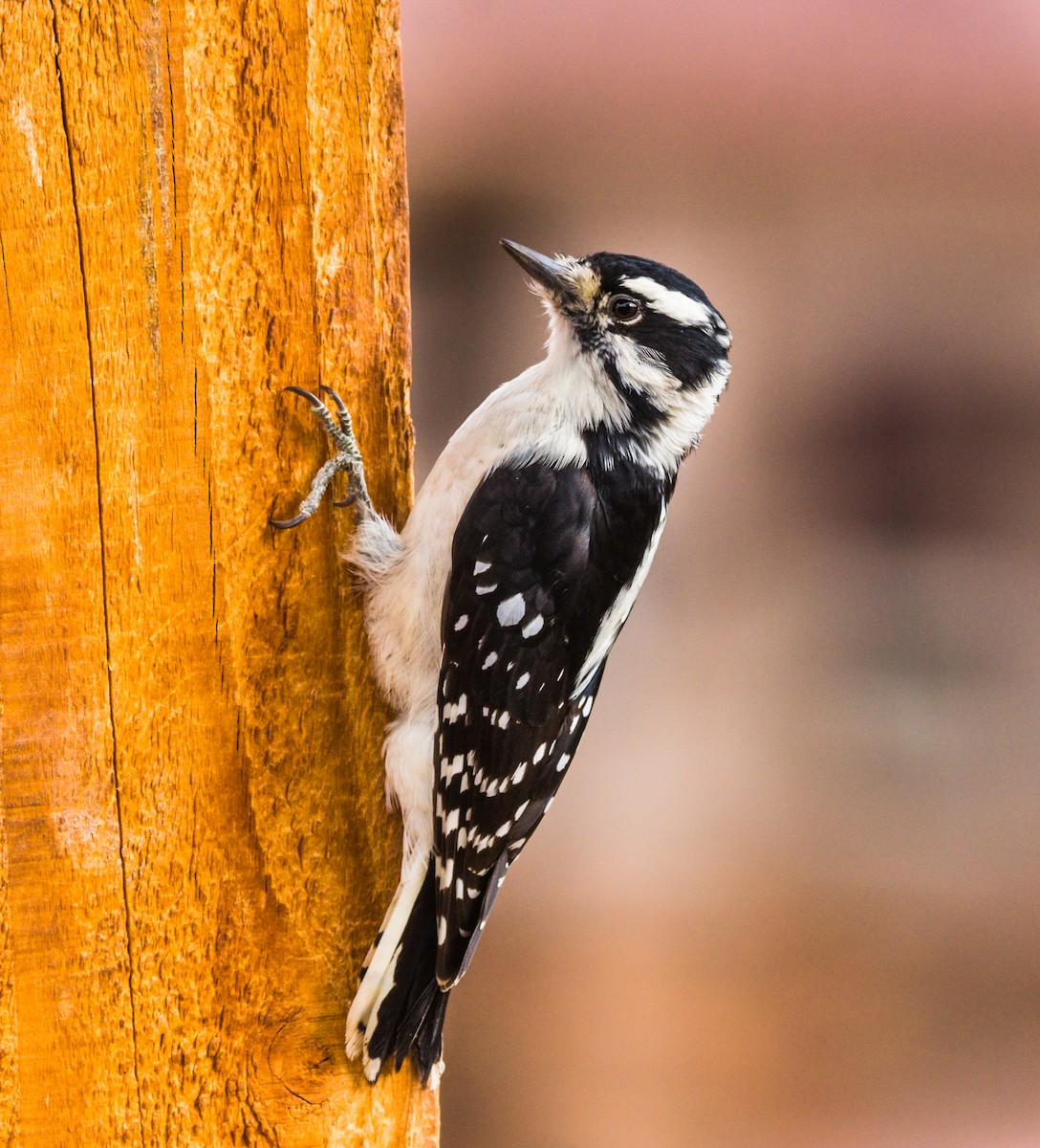 Downy Woodpecker - ML264117171