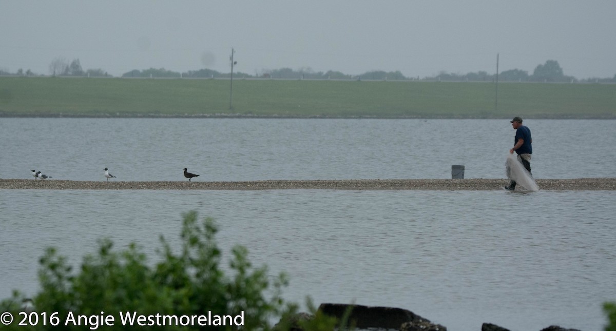 Heermann's Gull - ML26411731