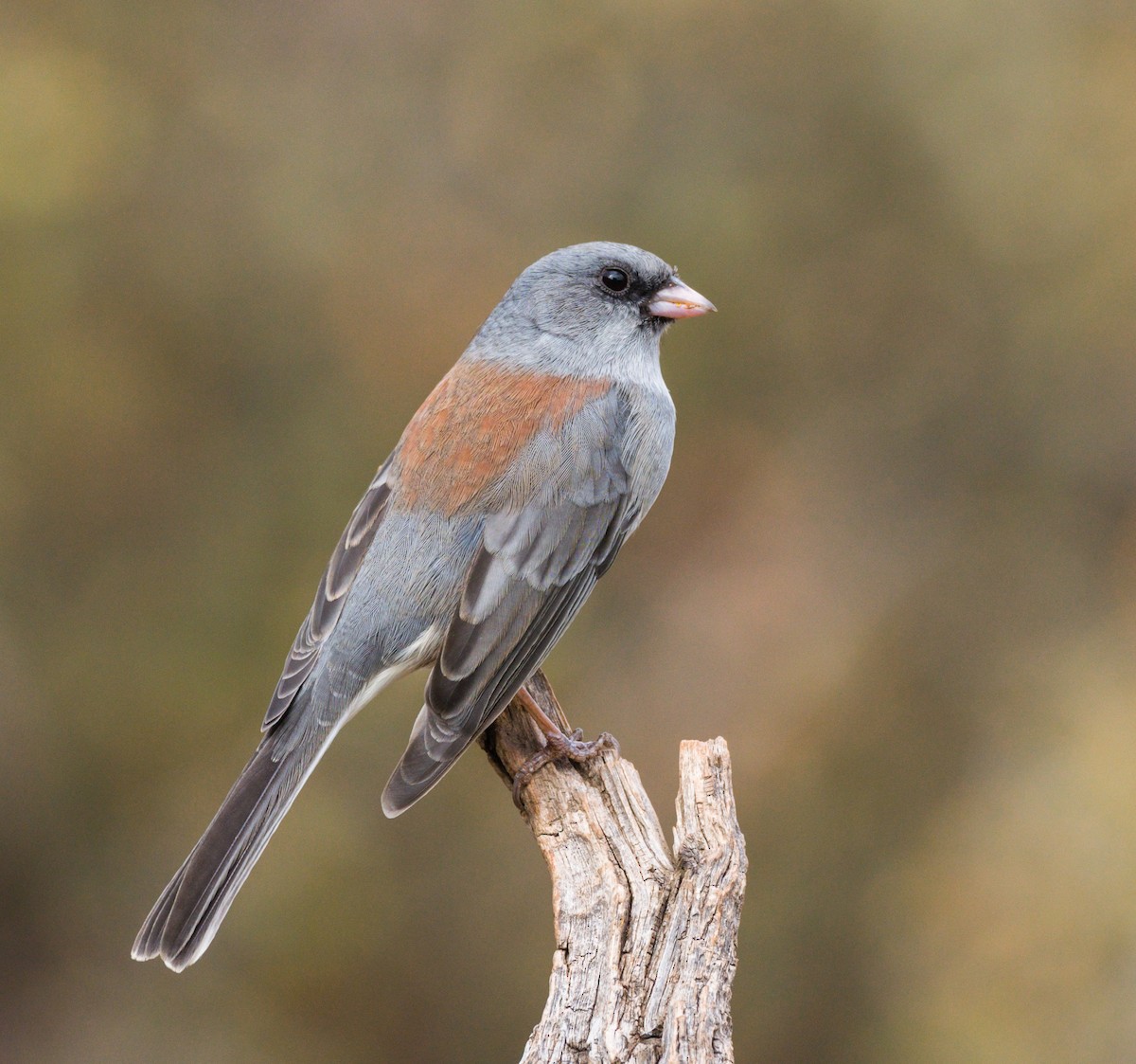 Dark-eyed Junco (Gray-headed) - ML264117381