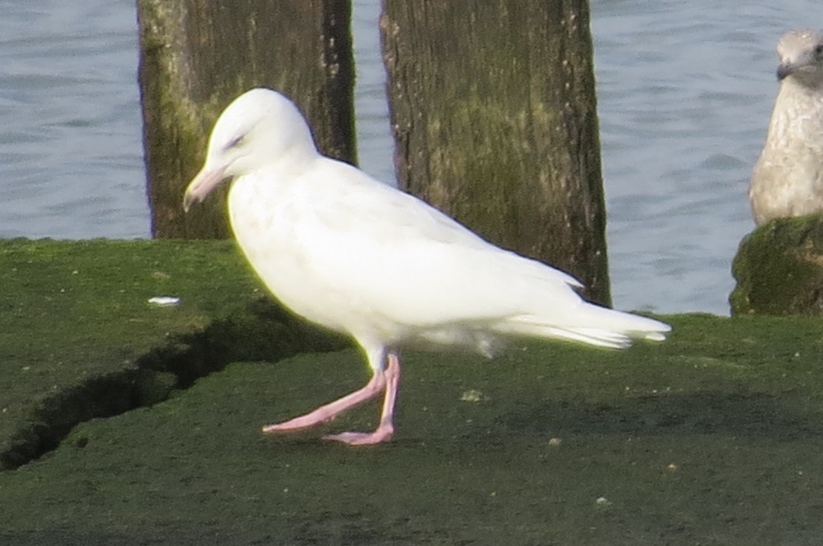 Glaucous Gull - ML26411831