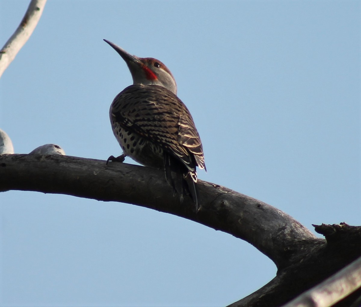 Northern Flicker - ML264118431