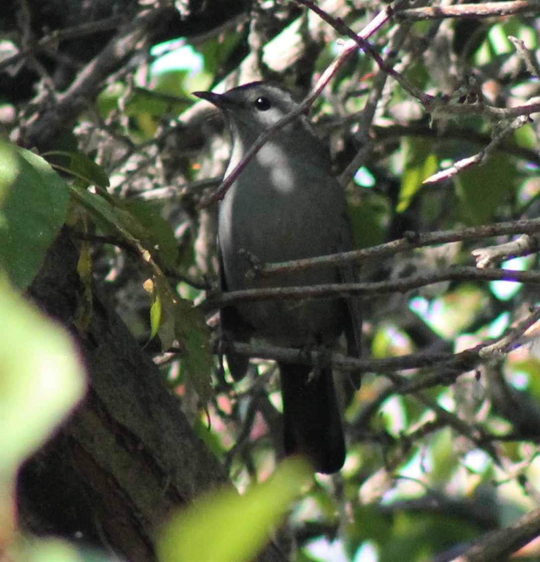 Gray Catbird - Ben Simmons