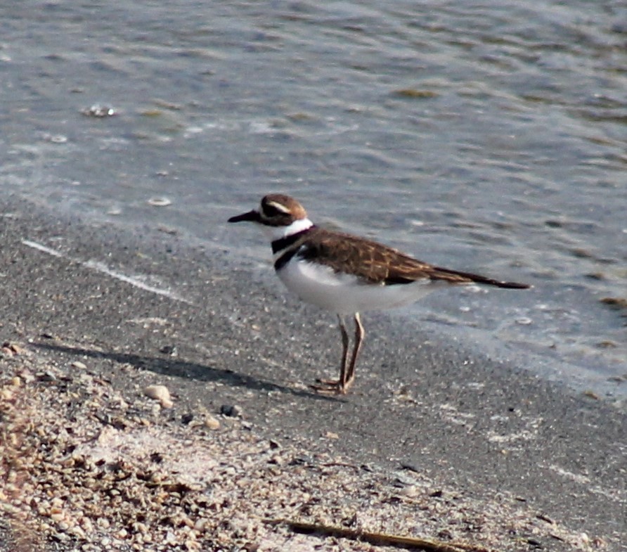 Killdeer - ML264118981