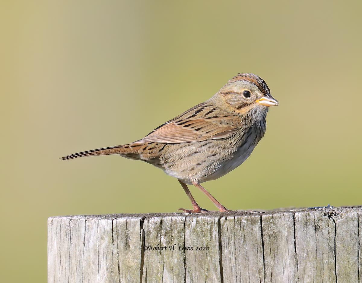 Lincoln's Sparrow - Robert Lewis