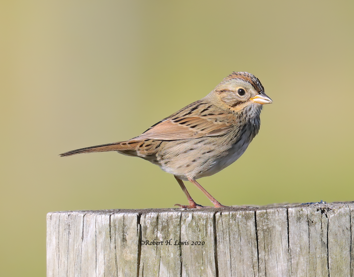 Lincoln's Sparrow - ML264119381