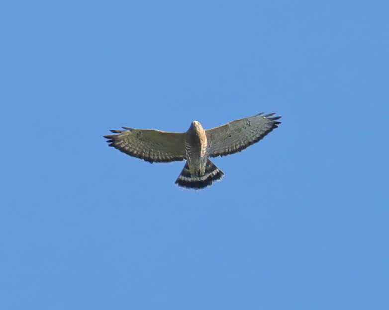 Broad-winged Hawk - Robert Lewis