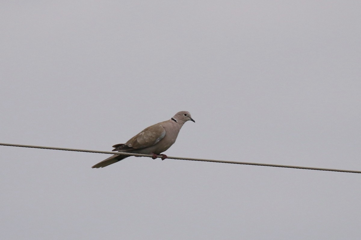 Eurasian Collared-Dove - ML264121781